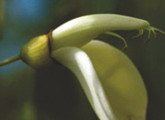 flor