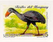 Devincenzia gallinali