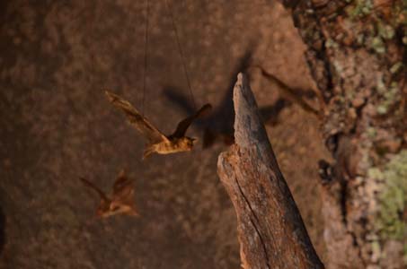 Exposición Museo murciélagos