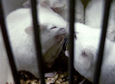 ratones en jaula