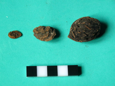 Semillas de frutos 