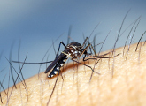 Foto de mosquito sobre brazo