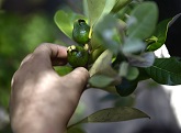Manos con plantas