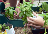 Manos de jóvenes plantando cultivos