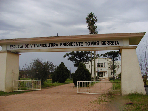 Utu vitivinicultura
